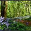 bluebells